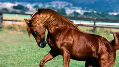 Animals Horses