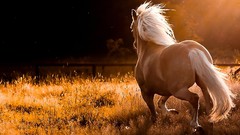Animals Horses