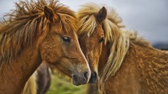 Animals Horses
