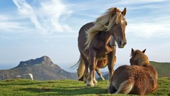 Animals Horses