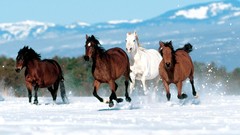 Animals Horses