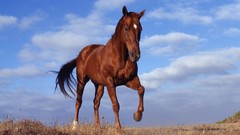 Animals Horses