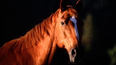 Animals Horses