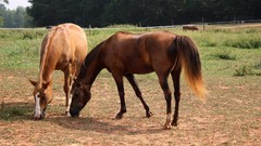 Animals Horses