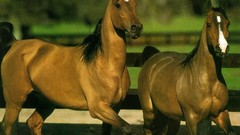Animals Horses