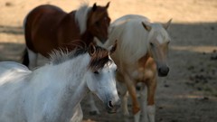 Animals Horses