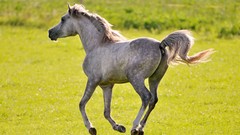 Animals Horses