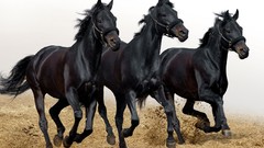Animals Horses