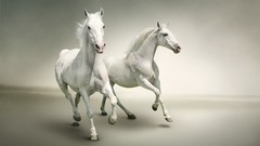 Animals Horses
