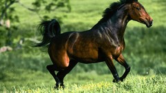 Animals Horses