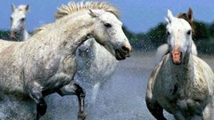 Animals Horses