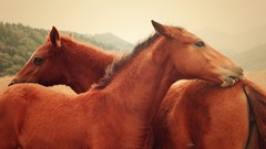 Animals Horses
