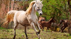 Animals Horses