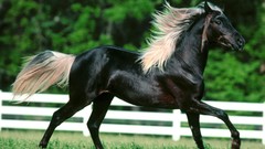 Animals Horses