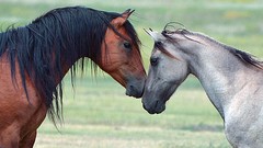 Animals Horses