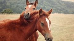 Animals Horses