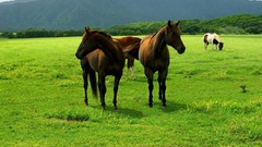 Animals Horses