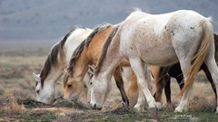 Animals Horses