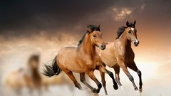 Animals Horses