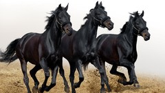 Animals Horses