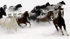 Animals Horses