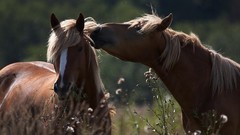 Animals Horses