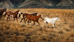 Animals Horses