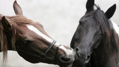 Animals Horses affection