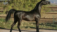 Animals Horses Arabian horse