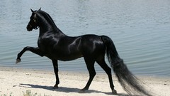 Animals Horses Arabian horse black horses