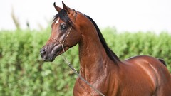Animals Horses Arabian horse brown horses