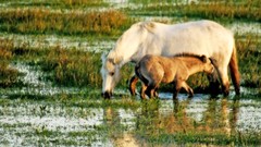 Animals Horses baby animals