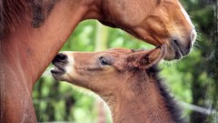 Animals Horses baby animals