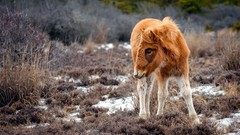 Animals Horses baby animals