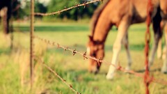 Animals Horses barbed wire fences depth of field