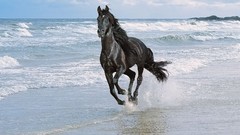 Animals Horses Beaches