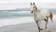 Animals Horses Beaches waves
