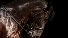 Animals Horses black background