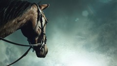 Animals Horses bridal