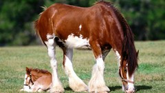 Animals Horses brown