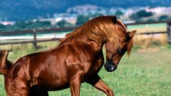Animals Horses brown