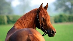 Animals Horses brown