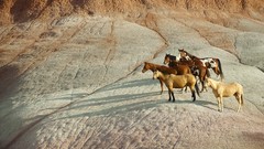 Animals Horses canyon