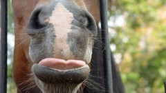 Animals Horses close-up