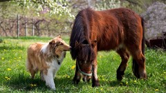 Animals Horses Dogs