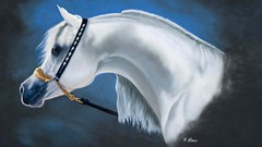 Animals Horses drawings