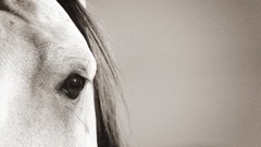 Animals Horses eye