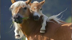Animals Horses family