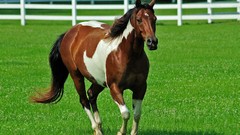 Animals Horses fences