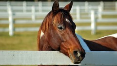 Animals Horses fences